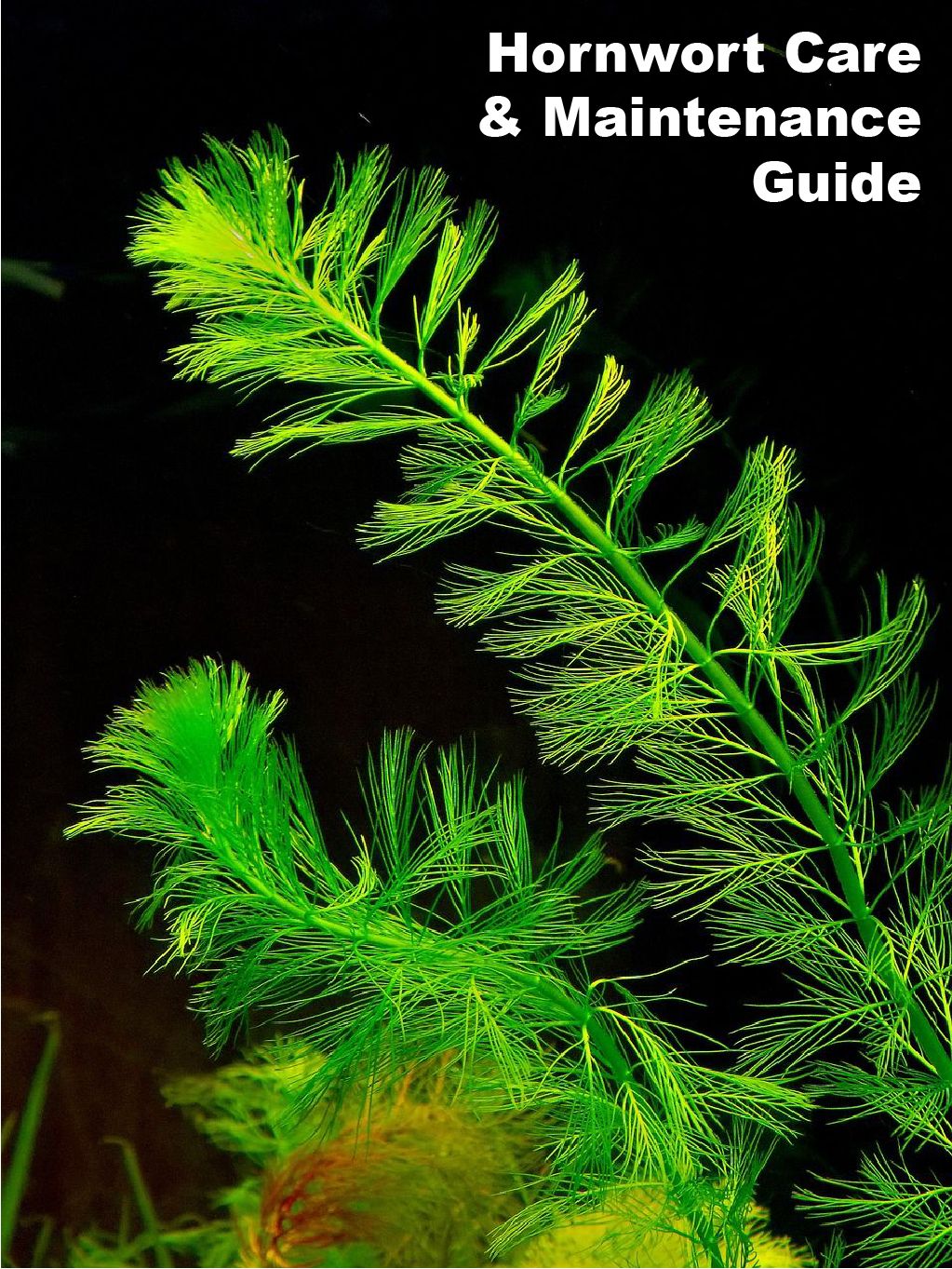 hornwort