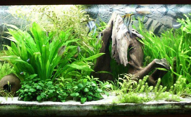 Java Fern (Microsorum pteropus): The Complete Care Guide