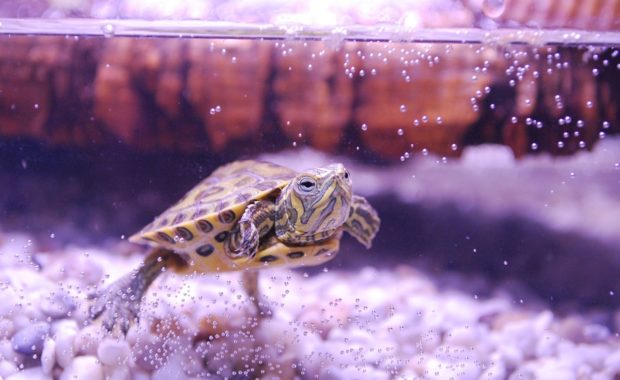 How to Set up the Perfect Turtle Tank: The Complete Step-By-Step Guide