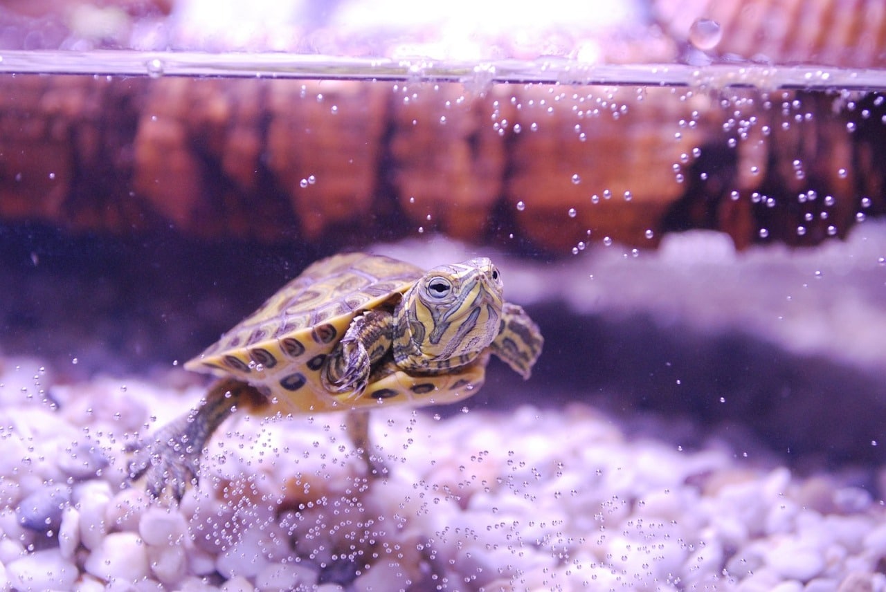 turtle tank