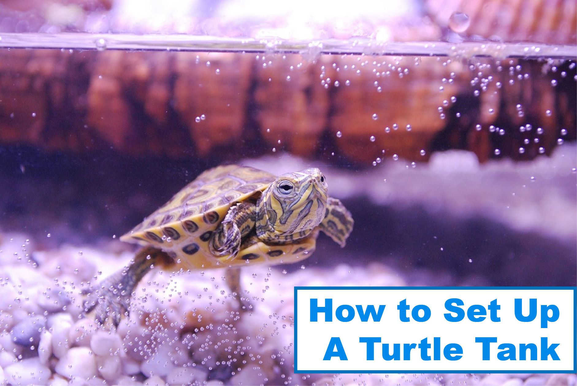 turtle tank setup