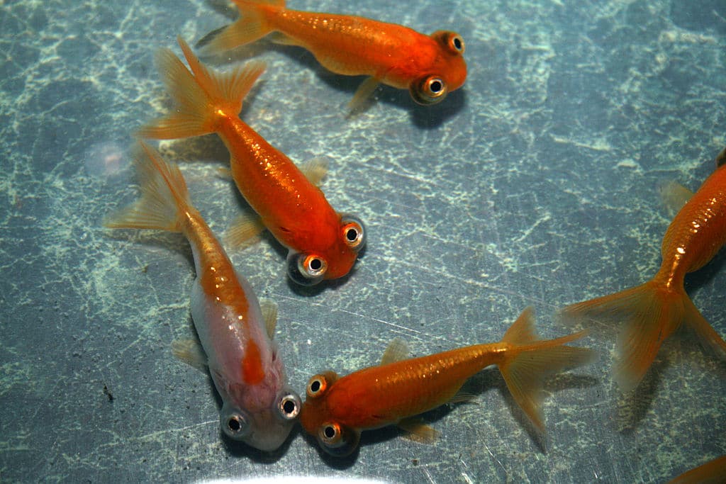 poisson rouge aux yeux célestes