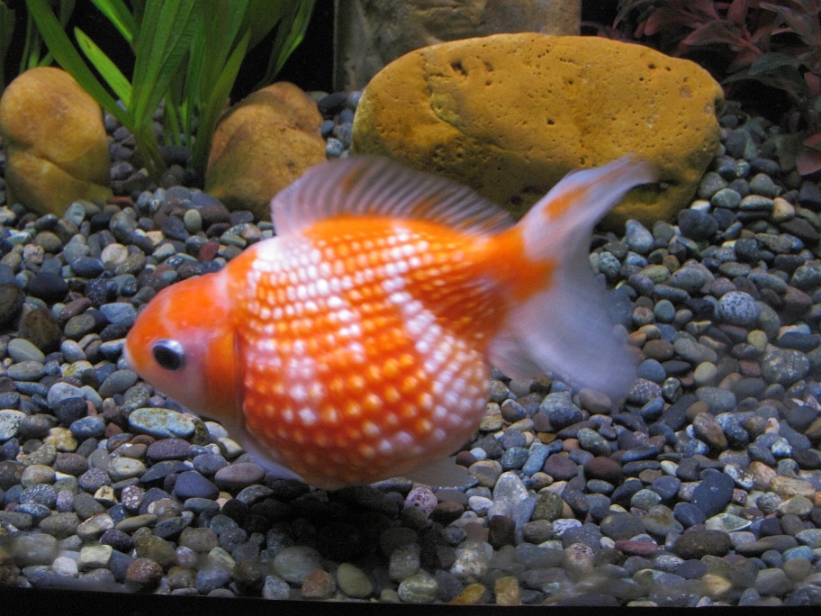 pearlscale goldfish