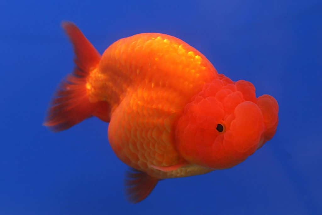 Ranchu-Goldfisch