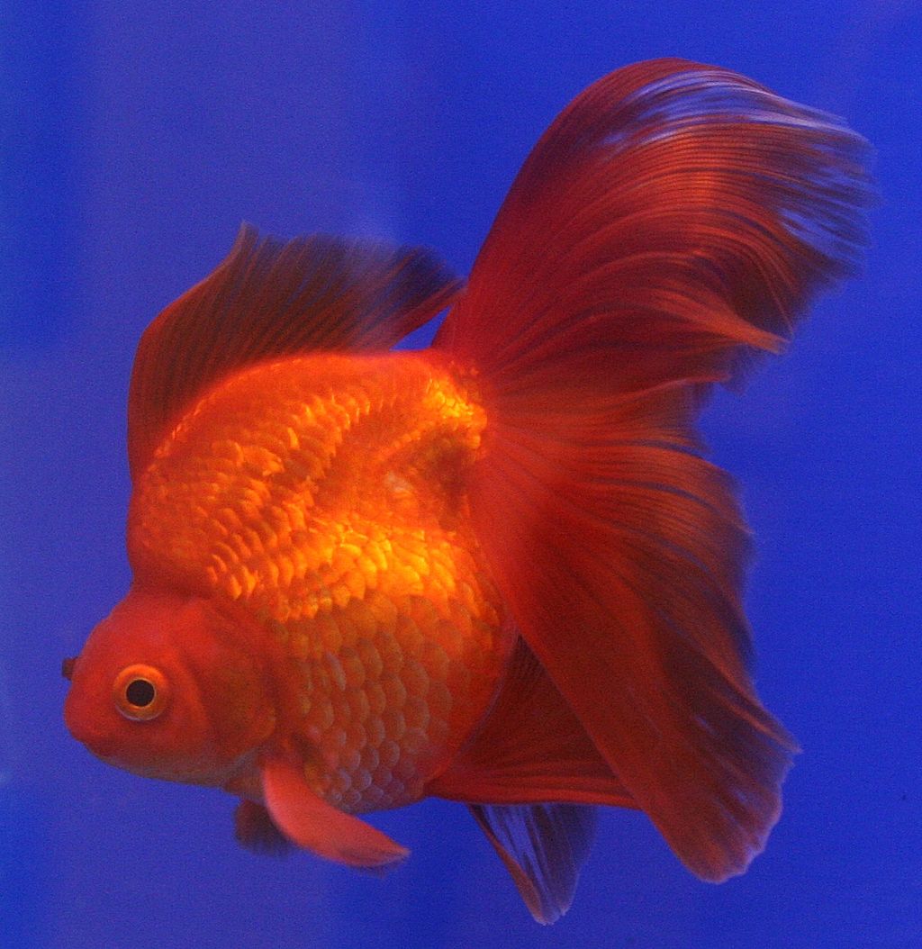 pesce rosso Ryukin