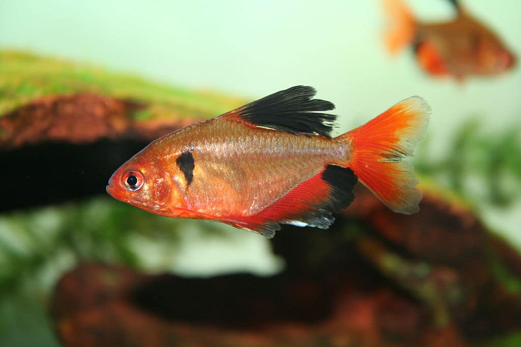 serpae tetra