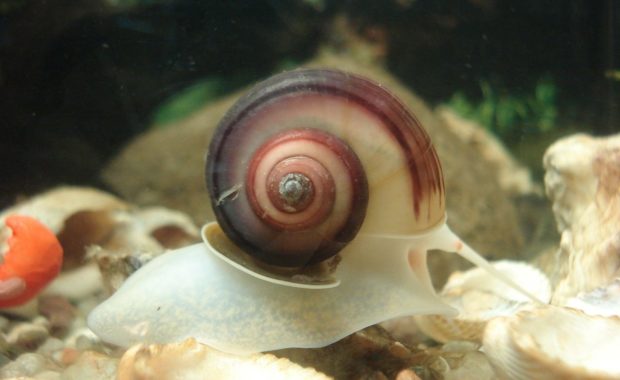 aquarium snails