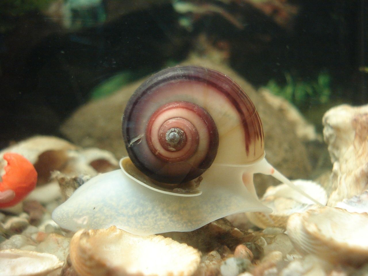 aquarium snails