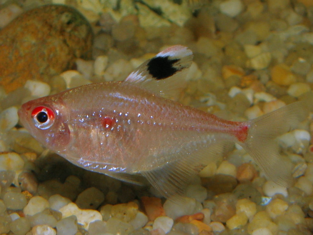13 Awesome Types of Tetras Complete Tetra Species Guide BYA