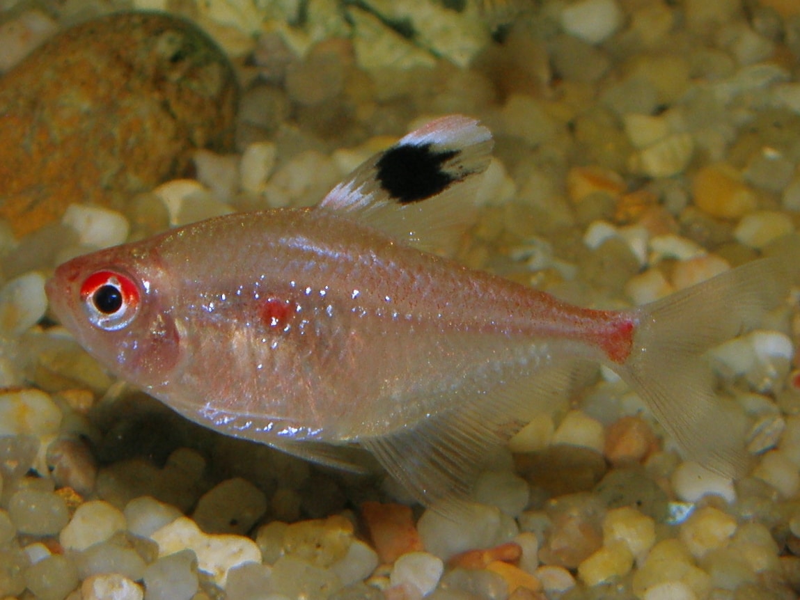 bleeding heart tetra