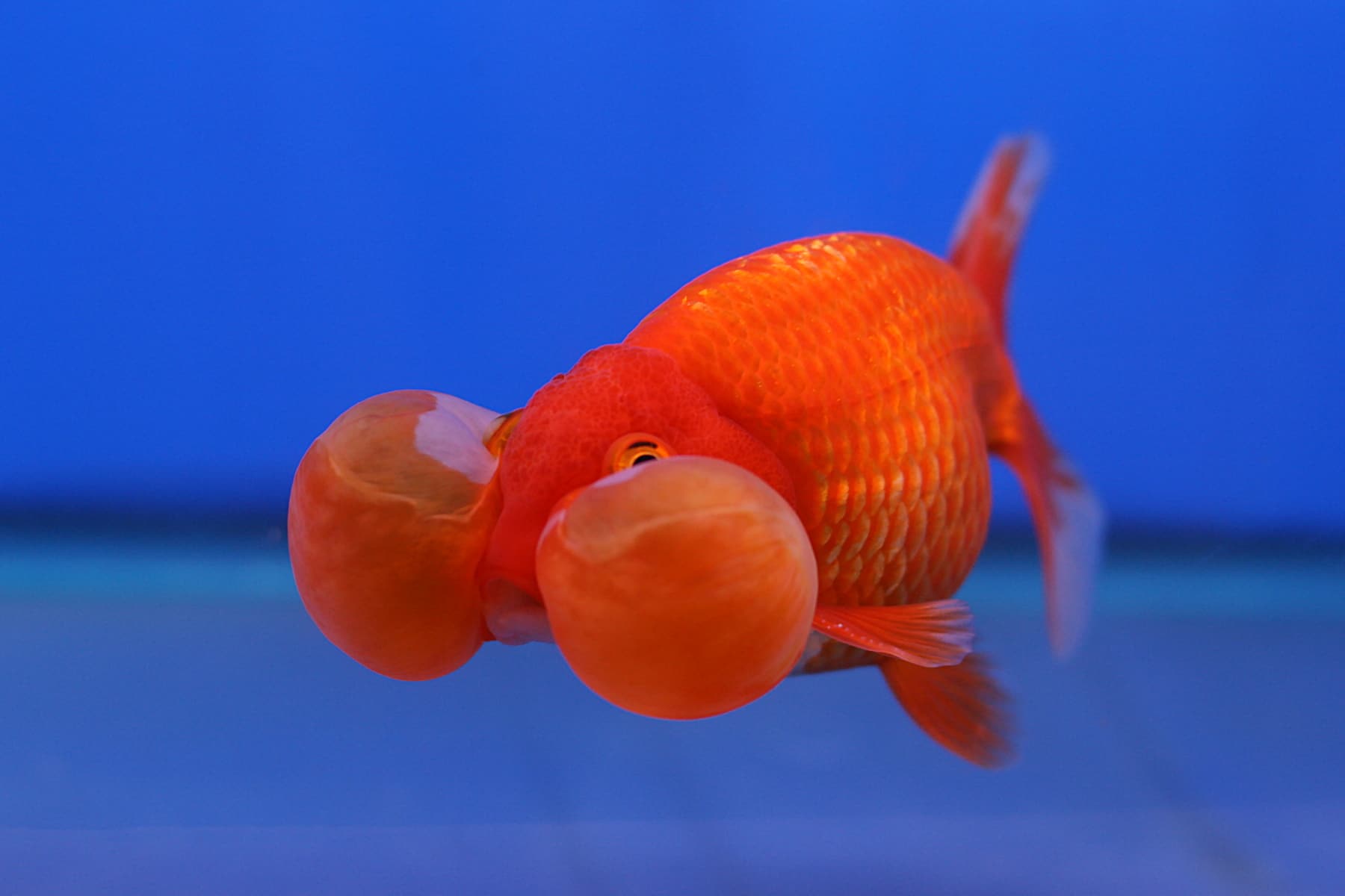 Peces de colores con ojos de burbuja