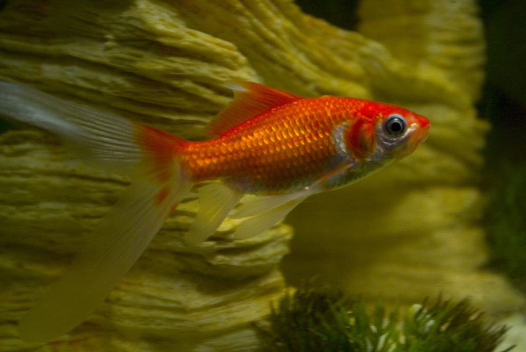 comet goldfish