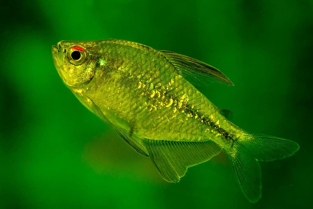 diamond tetra