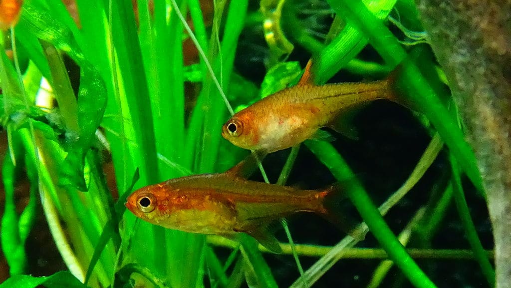 ember tetra