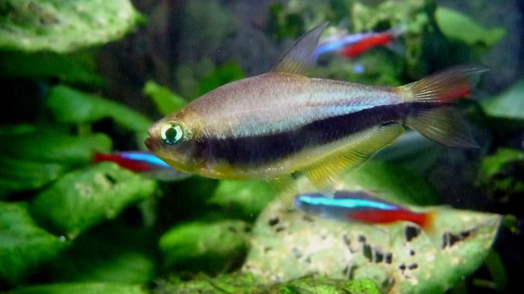 emperor tetra