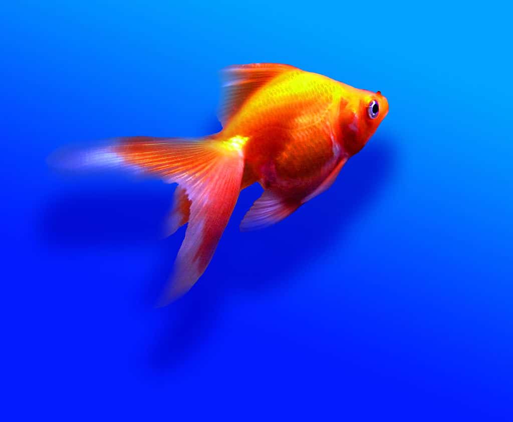 Fantail Goldfish