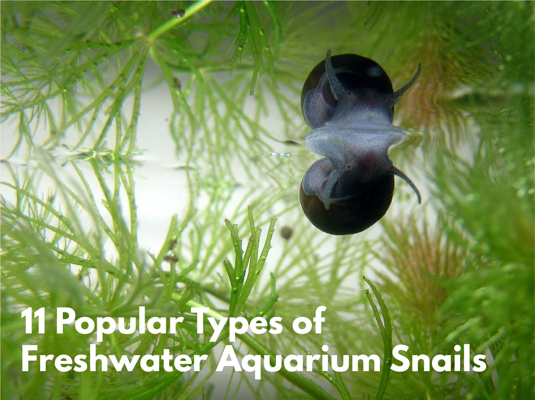 freshwater aquarium snails