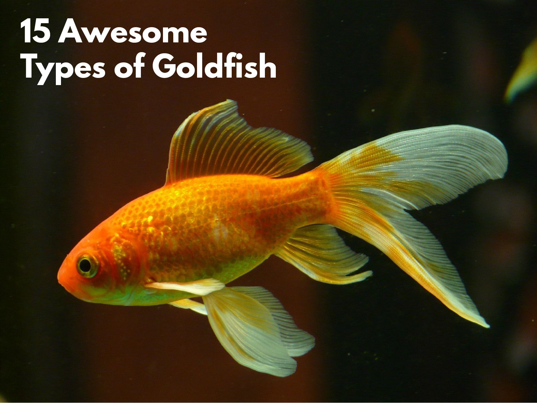 goldfish types