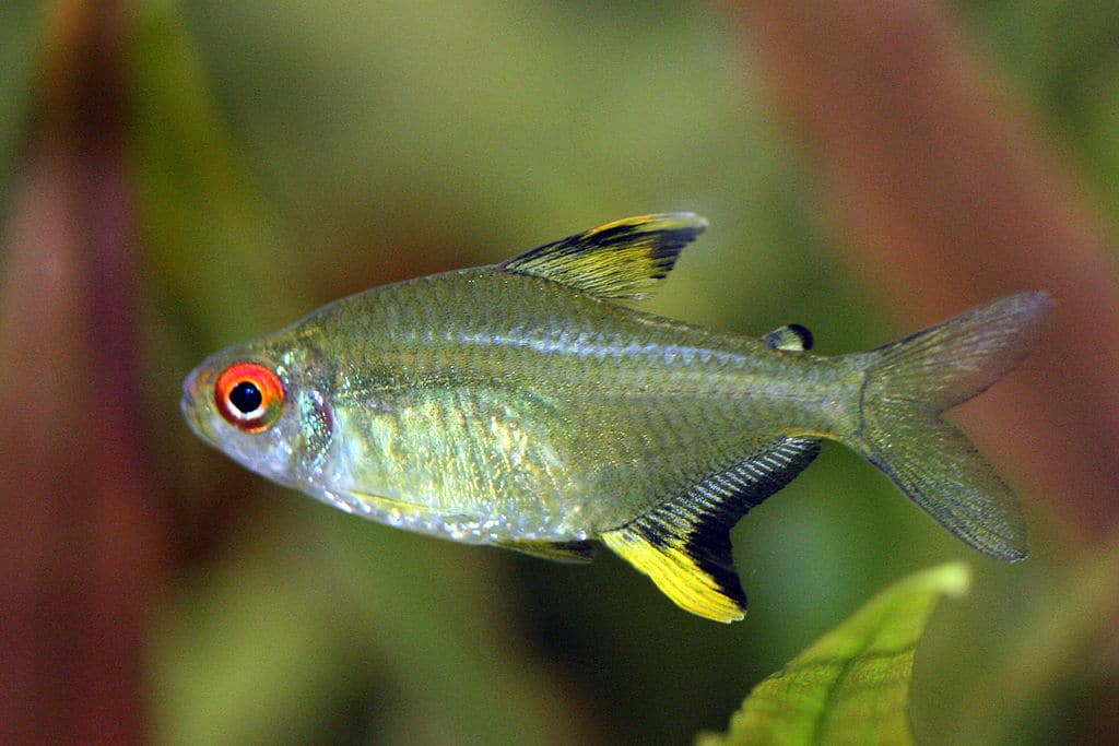 lemon tetra