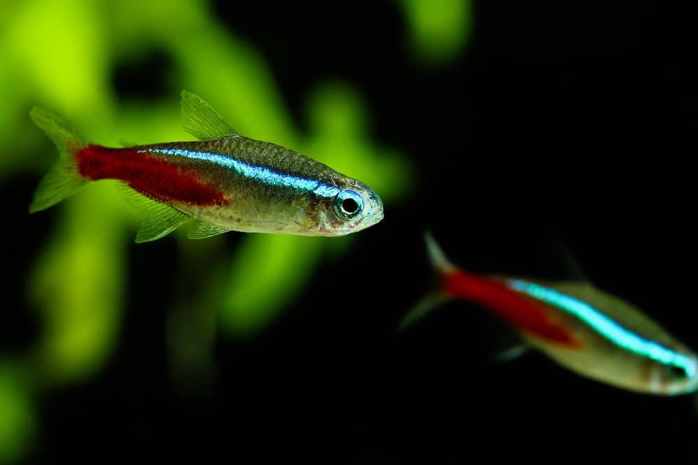 neon tetra