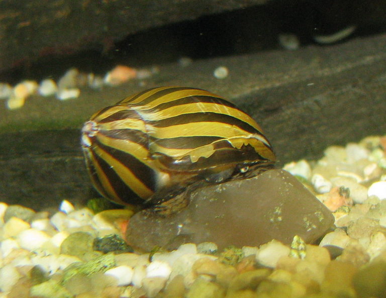 11 Popular Types Of Freshwater Aquarium Snails Species Guide nerite-snail-eating-algae-from-aquarium-glass-video