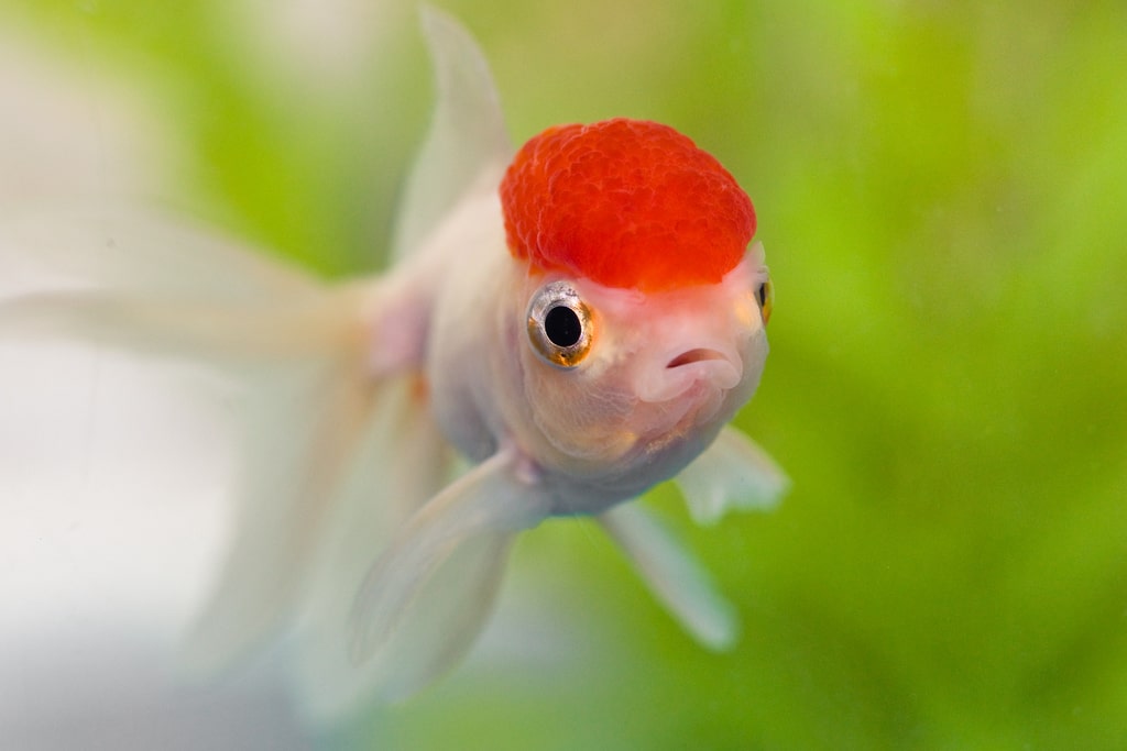 Peces de colores Oranda