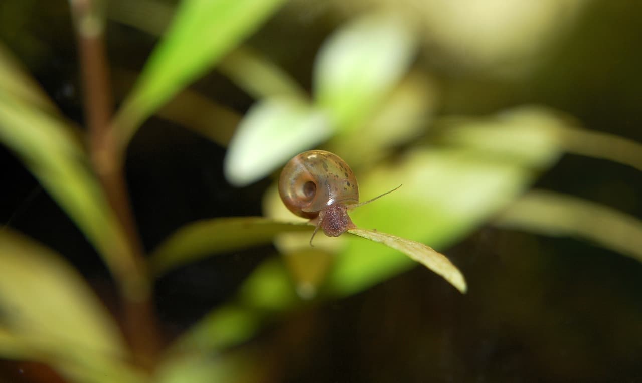 ramshorn snail