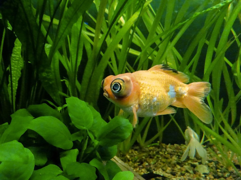 Peces dorados de ojo telescópico