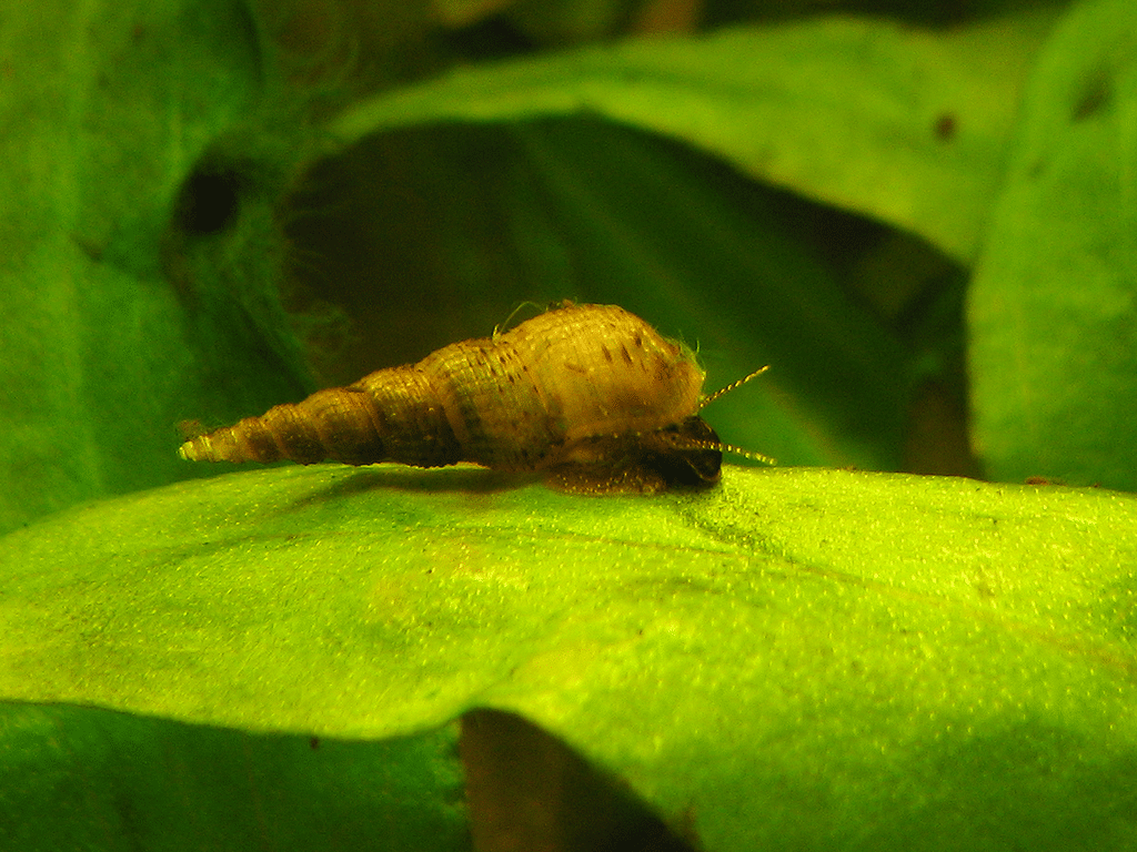 trumpet snail