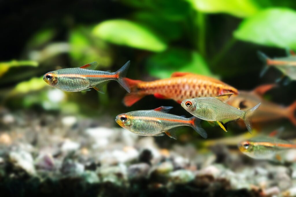 types of tetra fish