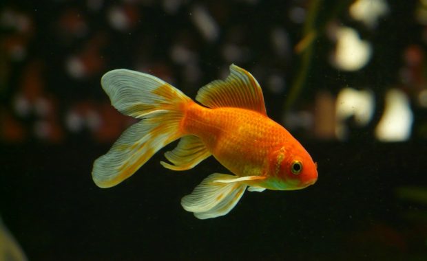 types of goldfish