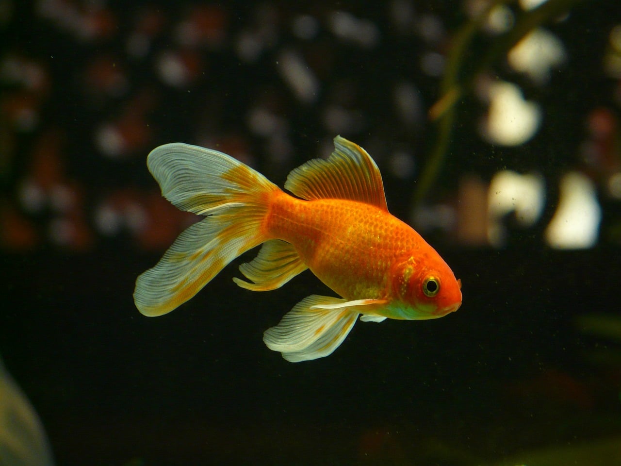 types of goldfish