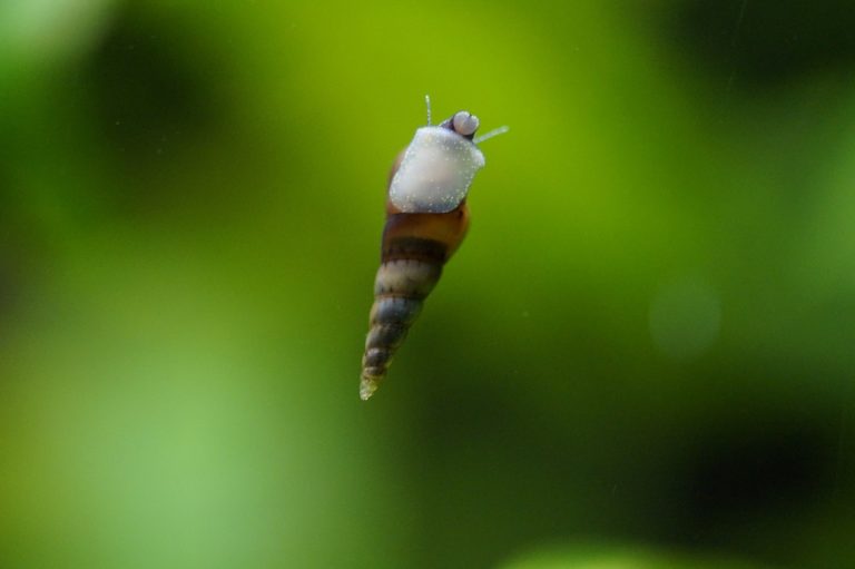 11 Popular Types of Freshwater Aquarium Snails (Species Guide)