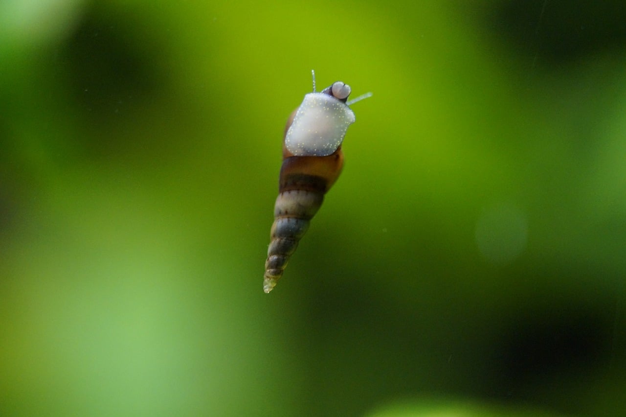 types of fish tank snails