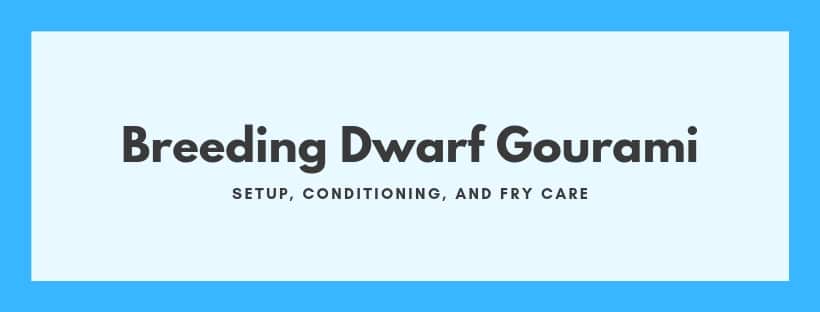 breeding dwarf gourami