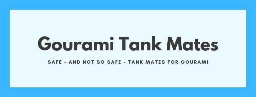 dwarf gourami tank mates