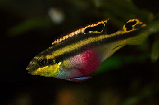 Pelvicachromis pulcher