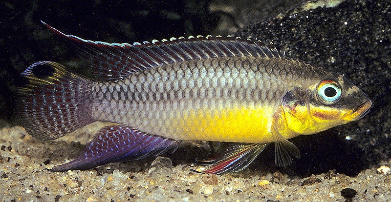 Pelvicachromis taeniatus