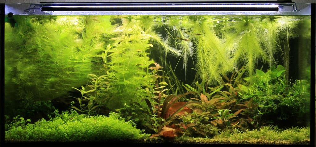 apistogramma tank