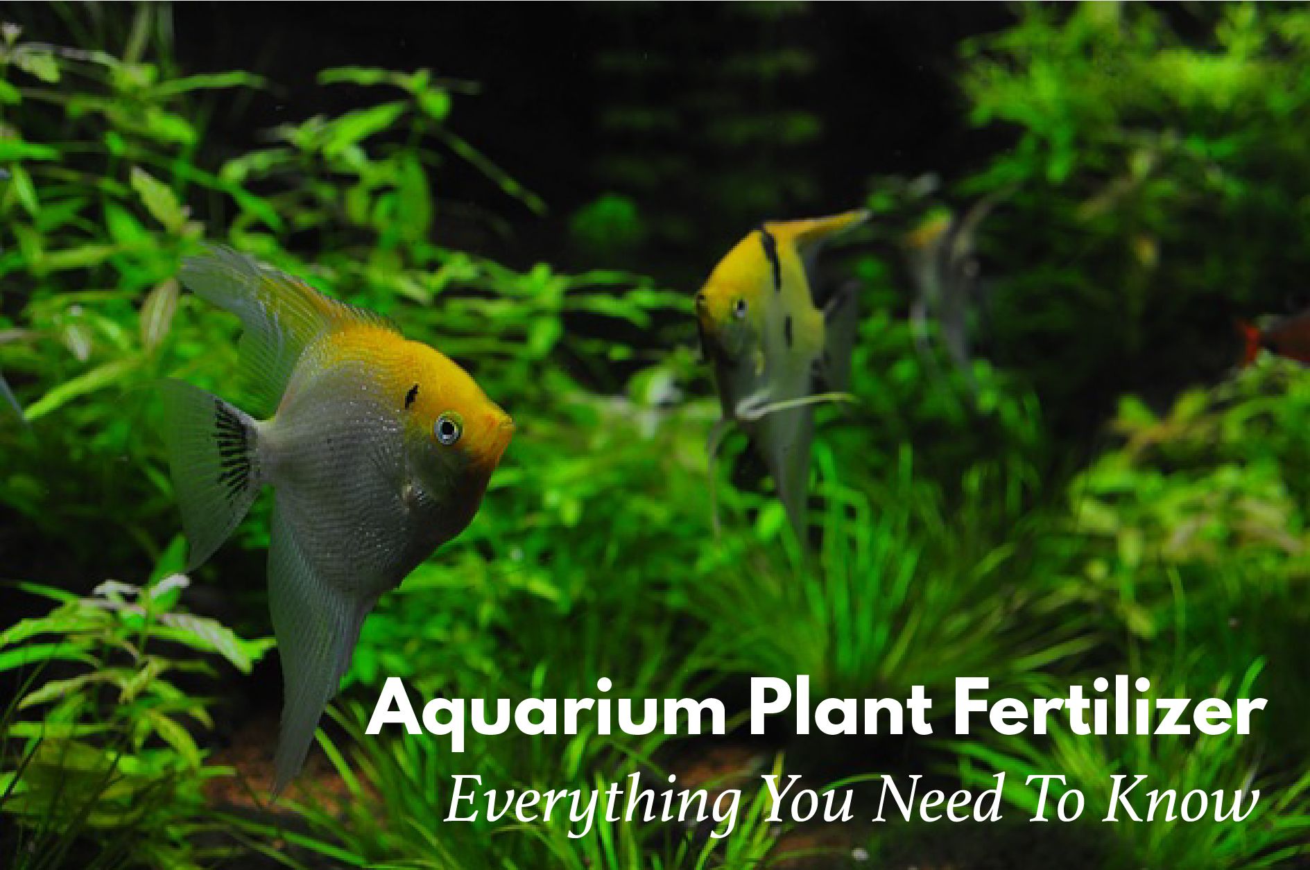 aquarium plant fertilizer