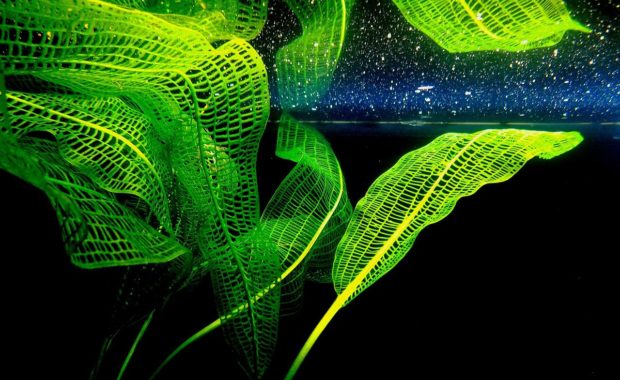 aquarium plant fertilizer