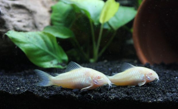 community fish