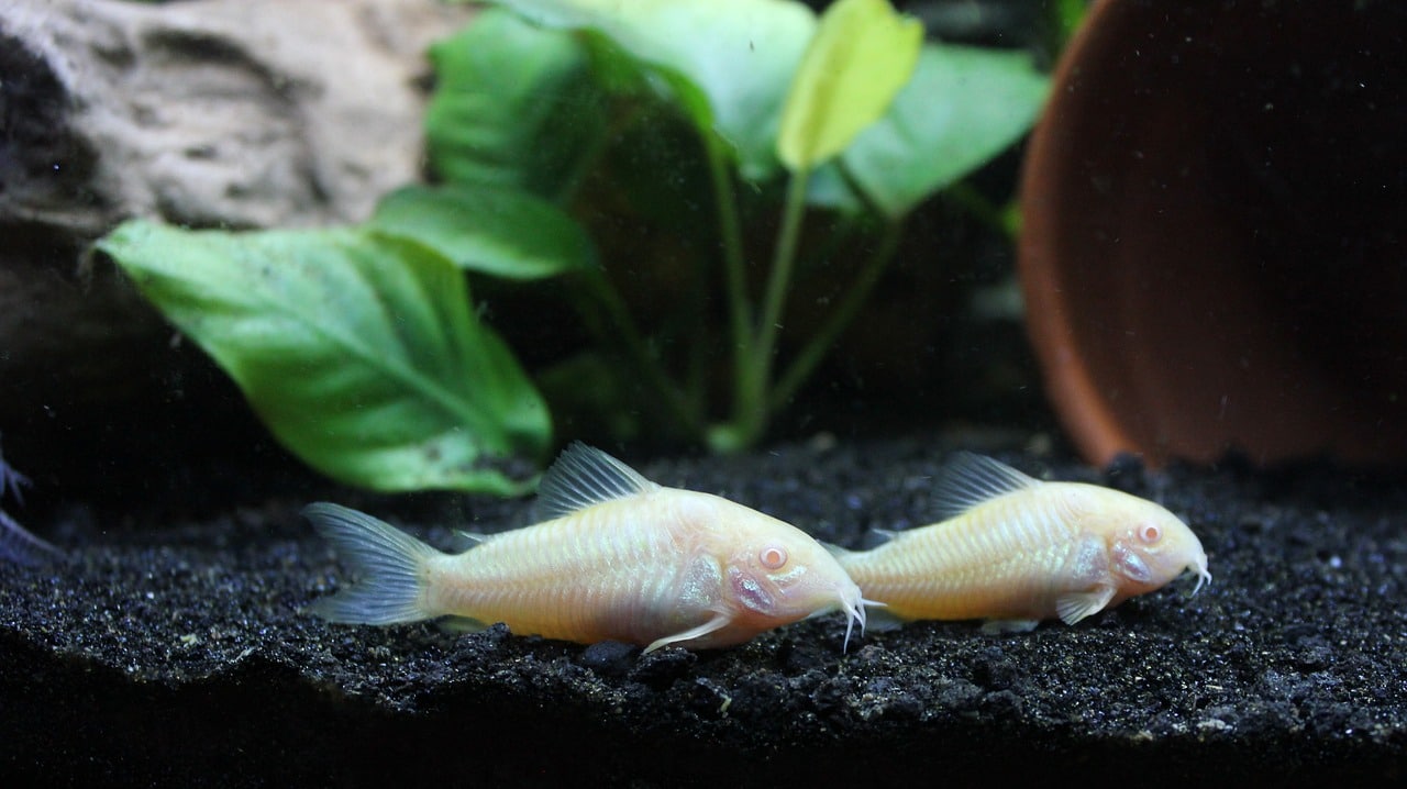 20 Peaceful Community Fish for Your Freshwater Aquarium BYA