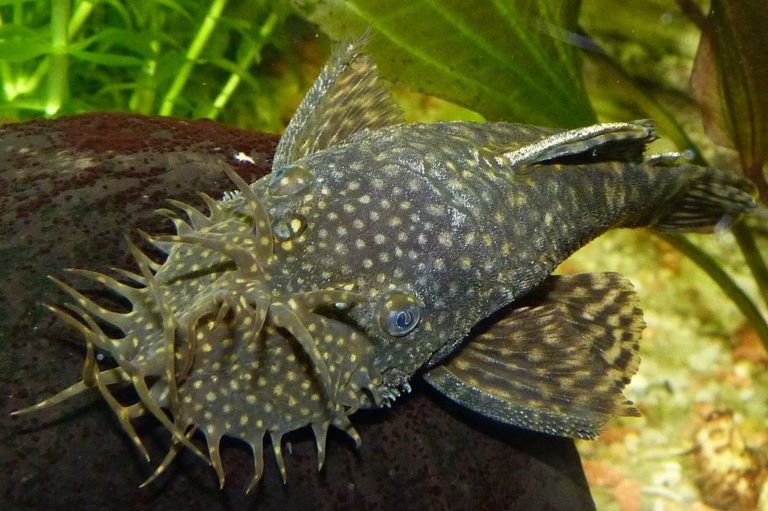 25 Awesome Cold Water Fish For Freshwater Aquariums With Pictures 25-awesome-cold-water-fish-for-freshwater-aquariums-with-pictures