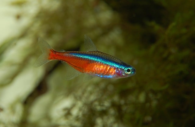 cardinal tetra