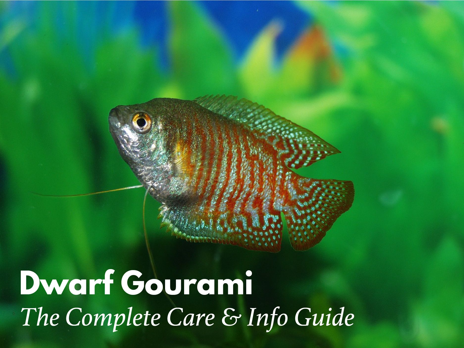 dwarf gourami freshwater fish