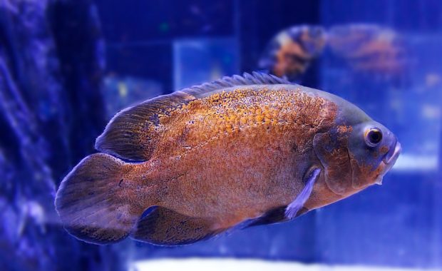 oscar fish