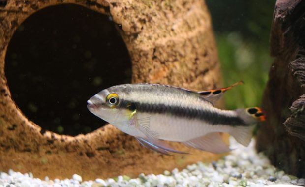 kribensis cichlid
