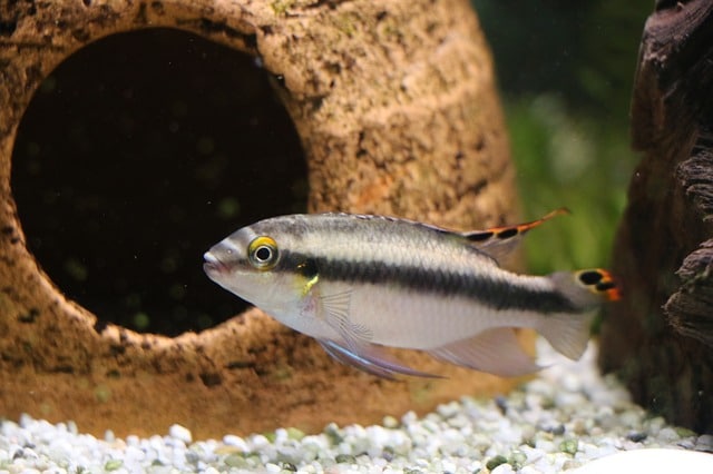 kribensis cichlid