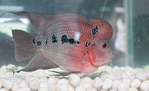 flowerhorn fish